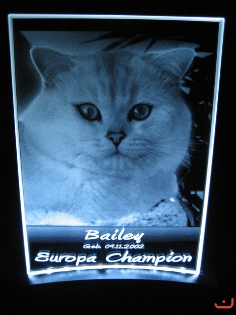 Bailey - der Europa Champion !